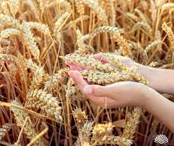 θερισμός lughnasadh ψωμι