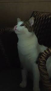 πλάκα γατες